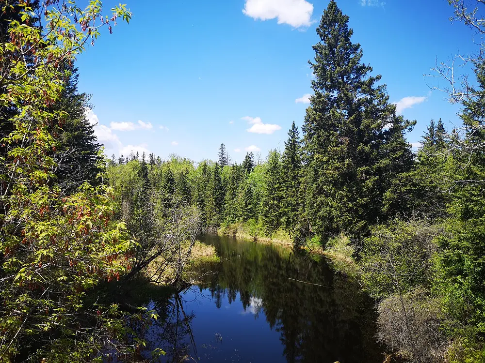Whitemud Creek Ravine