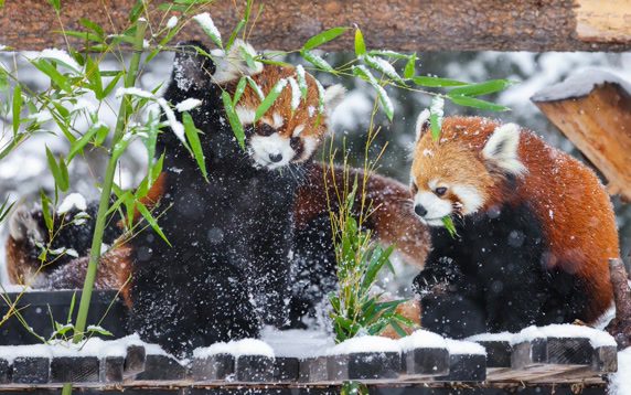 Explore Calgary Zoo