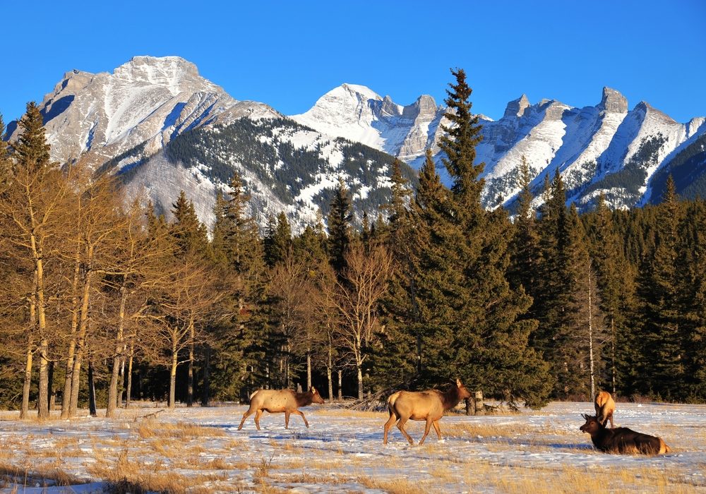 Discover Elk Island & Beaver Hills